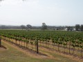 0103-1711 Hunter valley (1070232)